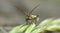 Mirid bug - dicyphus stachydis