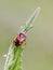 Mirid bug on a leaf