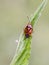 Mirid bug on a leaf