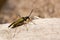 Miris striatus mirid bug