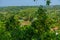 Mirissa hills cinnamon plantation at Sri Lanka