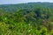 Mirissa hills cinnamon plantation at Sri Lanka