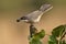 a mirlona warbler