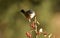 Mirlona warbler