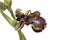 Mirror Bee Orchid (Ophrys speculum)