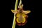 Mirror Bee Orchid (Ophrys speculum)