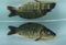 Mirror carp (Cyprinus carpio var. specularis) with many scales, in the water