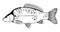 Mirror carp fish black and white illustration