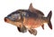 Mirror carp river fish