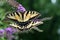 Mirror image: pair of female Tiger Swallowtail butterflies feed together