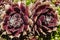 Mirror Image Succulent Flowers-close-up Hens and C
