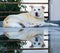 A mirror image of a white himalayan shepherd white dog reflecting from a roof puddle of water