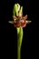 Mirror orchid oIsolated over black background