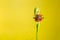 Mirror orchid oIsolated over yellow background