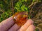 Mirror polished Baltic amber on a wooden surface