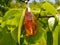 Mirror polished Baltic amber on a wooden surface