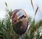 Mirror road sign among reeds, outdoor convex mirrors, traffic curved glass. Large convex mirror on the road to improve visibility