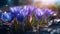 Mirrored Beauty: Reflective Purple Crocuses in Raindrop Embrace
