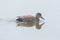 Mirrored male gadwall duck anas strepera swimming, water, snow