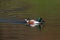 Mirrored male shoveler duck anas clypeata in water, sunshine