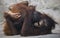 Mirthful Orangutan at Tampa`s Lowry Park Zoo