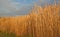 Miscanthus, Elephant Grass under winter sun.