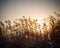 Miscanthus flower at dusk