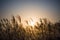 Miscanthus flowers