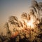 Miscanthus flowers closeup