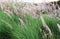 Miscanthus flowers field