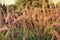 Miscanthus flowers field in a vintage filter