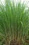 Miscanthus fuscus, elephant grass, is a South Asian grass species.genus silvergrasses. Grass family, Poaceae.