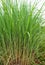 Miscanthus fuscus, elephant grass, is a South Asian grass species.genus silvergrasses. Grass family, Poaceae.