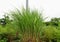 Miscanthus fuscus, elephant grass, is a South Asian grass species.genus silvergrasses. Grass family, Poaceae.