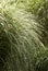 Miscanthus grass leaves