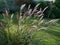 Miscanthus grass plant in autumn colour