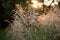 Miscanthus grass at sunrise