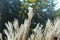 Miscanthus Morning Light ornamental grasses.