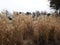 Miscanthus sinensis `Malepartus`, Chinese silver grass in the park.