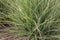 Miscanthus sinensis variegatus multicolored leaves