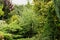 Miscanthus zebrinus, conic Canadian spruce, juniper