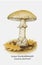 Miscellaneous Mushroom Drawing Aesthetic, Mold Spore Vector Outline, Fungus Sketch.