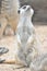 Mischevious Meercat, Toronga Zoo, Dubbo, NSW