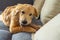 Mischief golden playing and chewing the rawhide bone on sofa