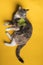 Mischievous cat bites its knitted toy, a Christmas tree, lying on a yellow background. Pets lifestyle and entertainment