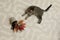 Mischievous cat near overturned houseplant on carpet, above view