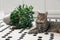 Mischievous cat near overturned houseplant on carpet indoors