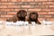 Mischievous chocolate Labrador Retriever puppies