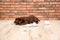 Mischievous chocolate Labrador Retriever puppy