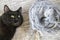Mischievous Feline Plotting- Yarn-Obsessed Black Cat Contemplates Its Next Move